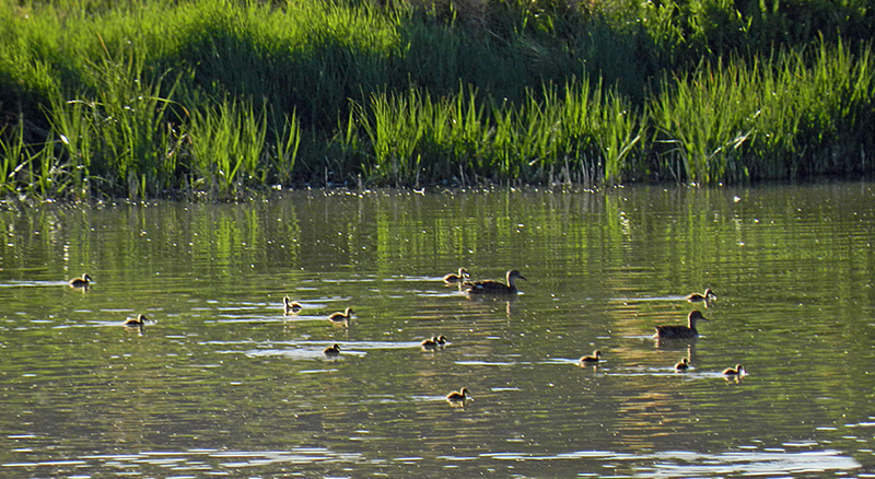 featheredbabiesBaker's-dozen-ducklings