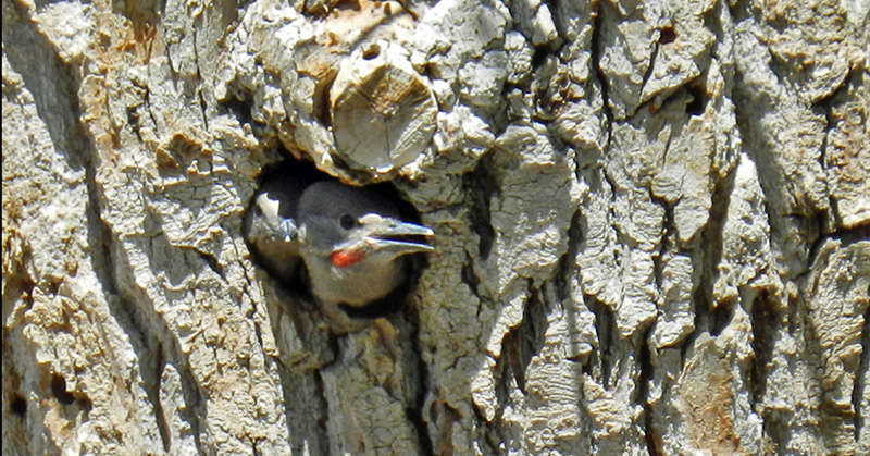 featheredbabiesFlicker-nest