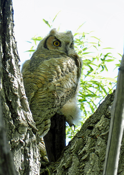 featheredbabiesfledgling-GHO