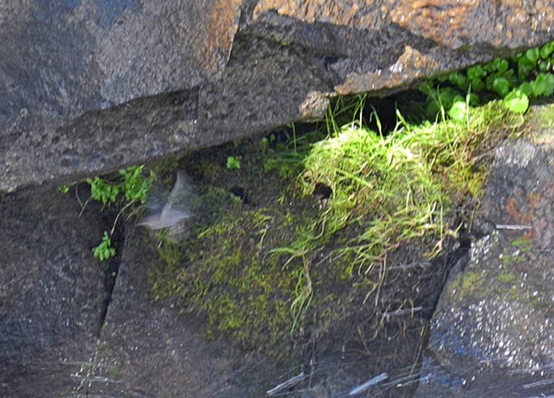 americandipperspeeding-out-of-nest
