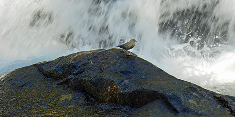 americandipperthe-dippers'-world