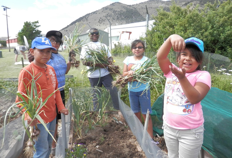 garlic-harvest-credit-Ilene