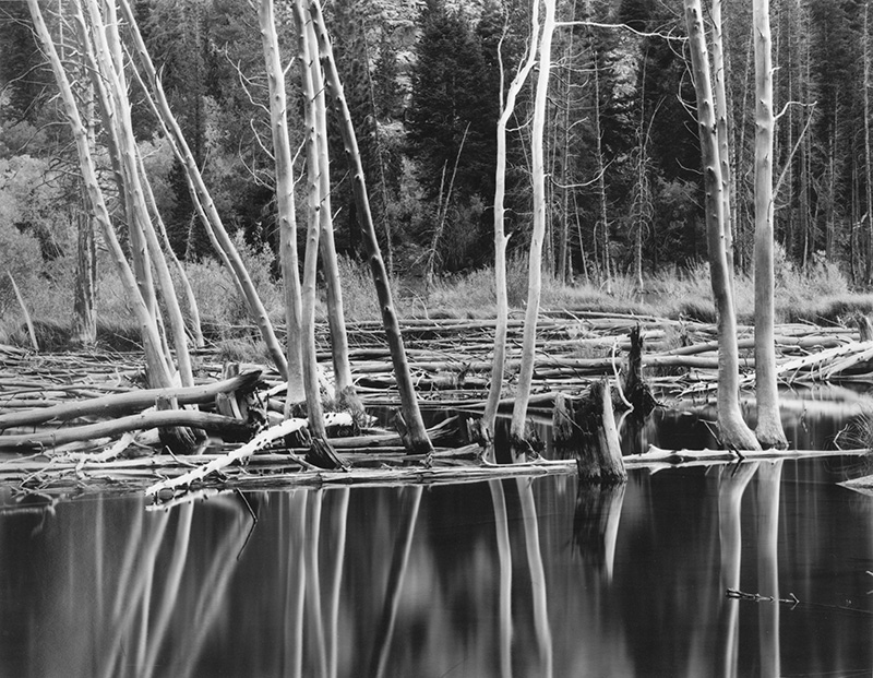 RickKnepp-Lundy-trees