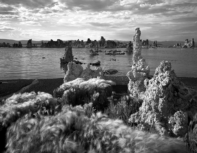 RickKnepp-tufa-barley