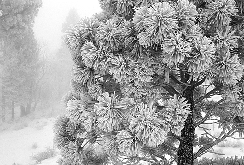 RickKnepp-winter-poconip