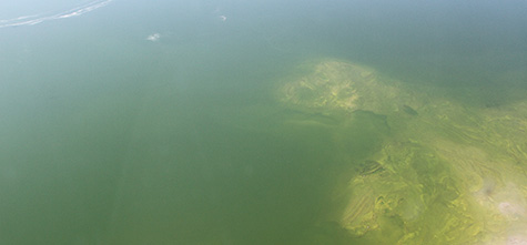 Each fall, volunteer pilots and photographers capture images of the entire surface of Mono Lake in order for researchers to count the Eared Grebes present. Photo by Arya Degenhardt with Aerial support by Lighthawk.