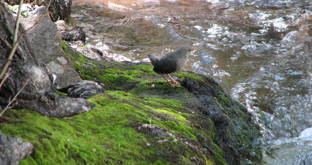 Lee Vining Creek provides important habitat for many species of birds, including the American Dipper. Photo by Elin Ljung.