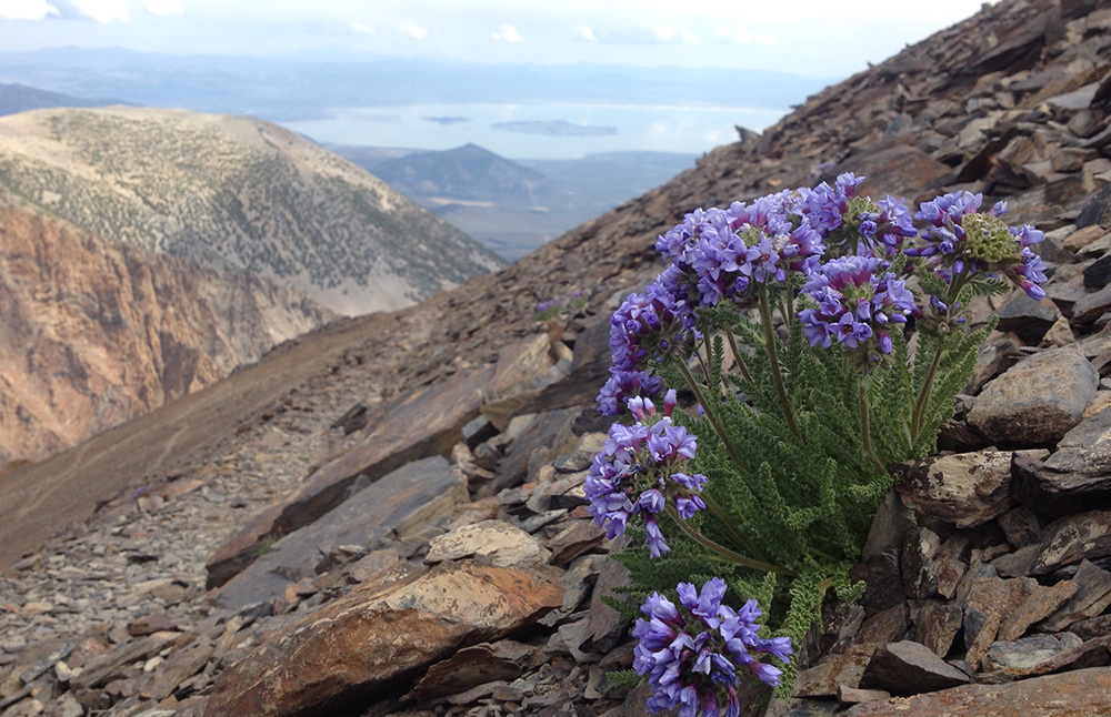 Sky Pilot Photo (attached): Stunning Sky Pilots brighten the landscape on the way to Koip Peak Pass in the Hoover Wilderness. Photo by Andrew Youssef.