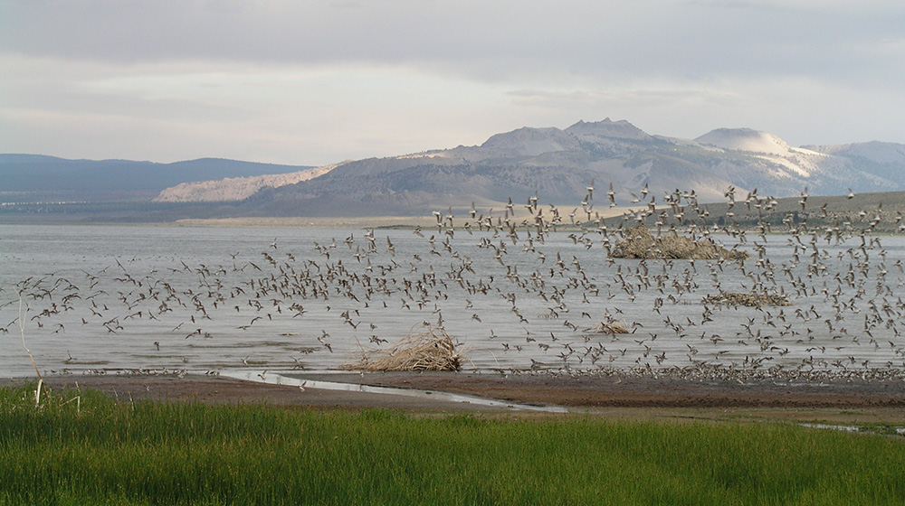Mono Lake is a vital refueling stop for thousands of Wilson's Phallaropes before their non-stop migrations to South America. Photo by Bartshe Miller.