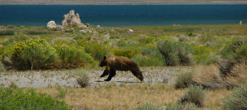 In a rare sight, a blonde black bear was spotted running on the east shore of Mono Lake in late August, 2007. Photo courtesy of Chris McCreedy.