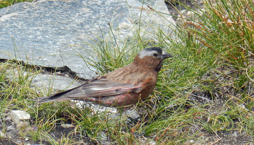 Gray-crowned Rosy-finch feeding near Saddlebag Lake. Photo by Sandra Noll.