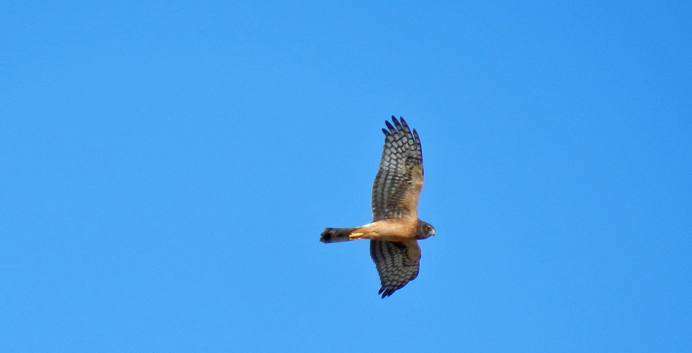 Northern Harrier hunting near the County Park boardwalk. Photo by Sandra Noll.
