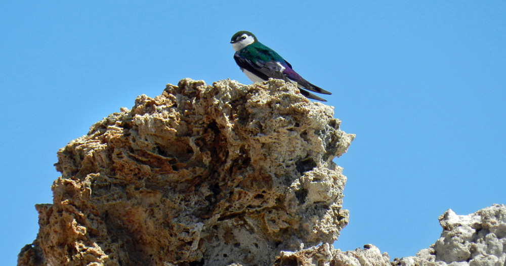 Violet-green Swallow atop tufa tower at South Tufa. Photo by Sandra Noll.