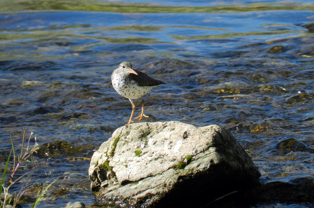 Spotted Sandpiper on watch near her nest along Rush Creek. Photo by Sandra Noll.