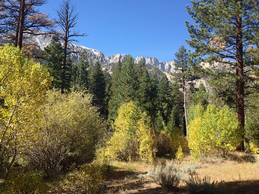 Trees are beginning to change in Lower Lee Vining Canyon where Mt. Dana looms in the background. Photo by Andrew Youssef.