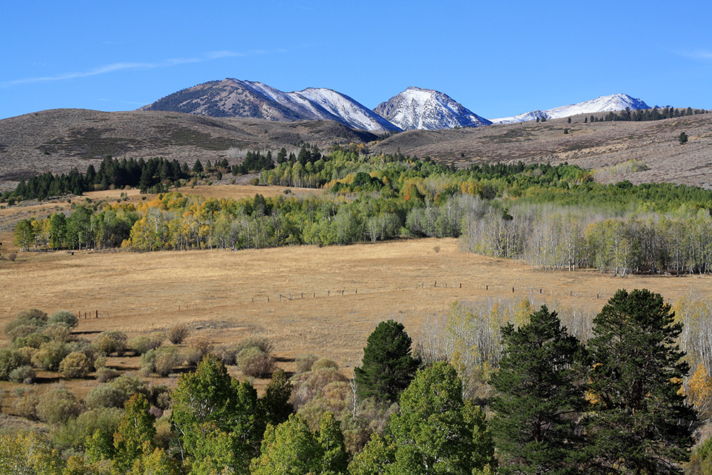 From Conway Summit, you can see a diverse array of aspens from brilliant yellow to completely green. Photo by Andrew Youssef.