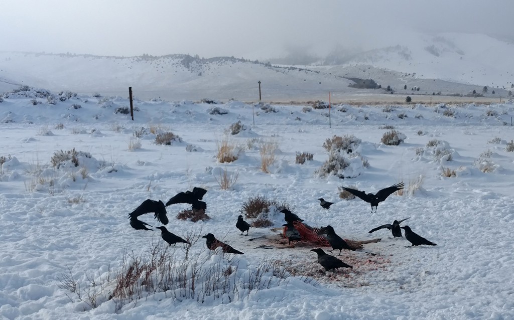 Ravens gather on Black Friday, but their best deal is a roadkill Mule deer along Highway 395. Photo by Bartshe Miller.