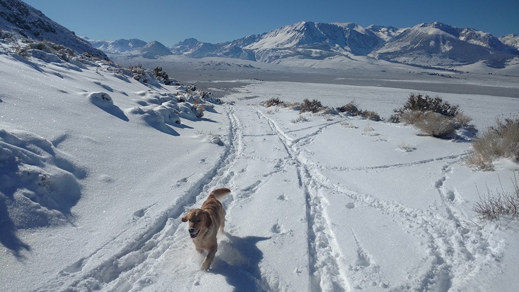 Nellie sets her own tracks. Mt. Wood and the Sierra Crest under new snow. Photo by Bartshe Miller.