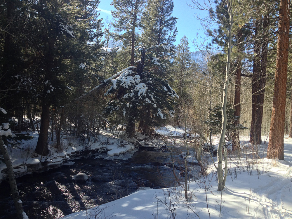 A freezing Lee Vining Creek winding through the snow. Photo by Andrew Youssef.