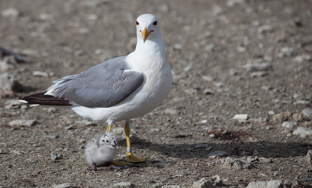 California Gull with a chick standing on a bare dirt and rock surface.