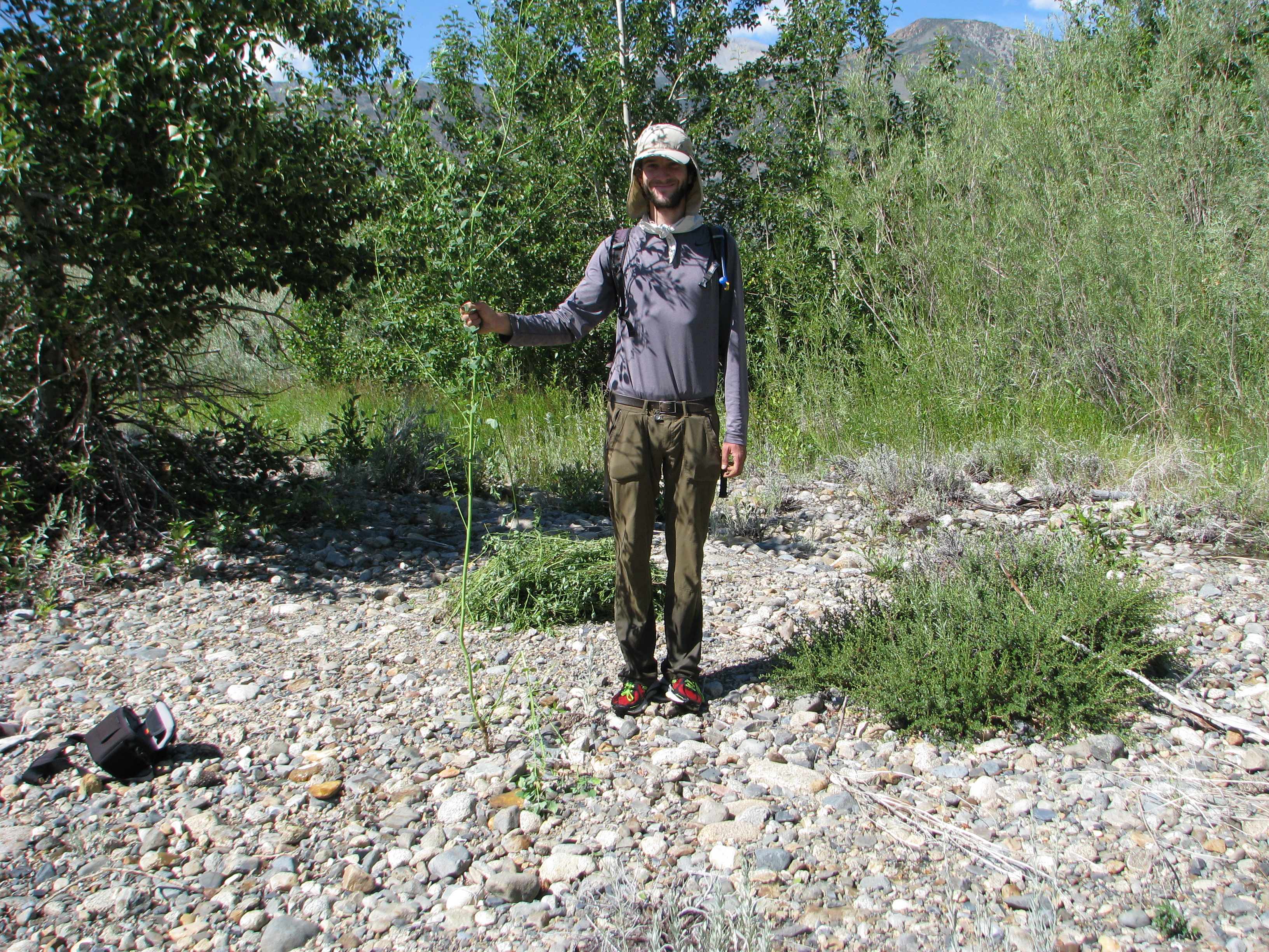 Robbie holding an 8' white sweet clover plant. Photo by Maddog.