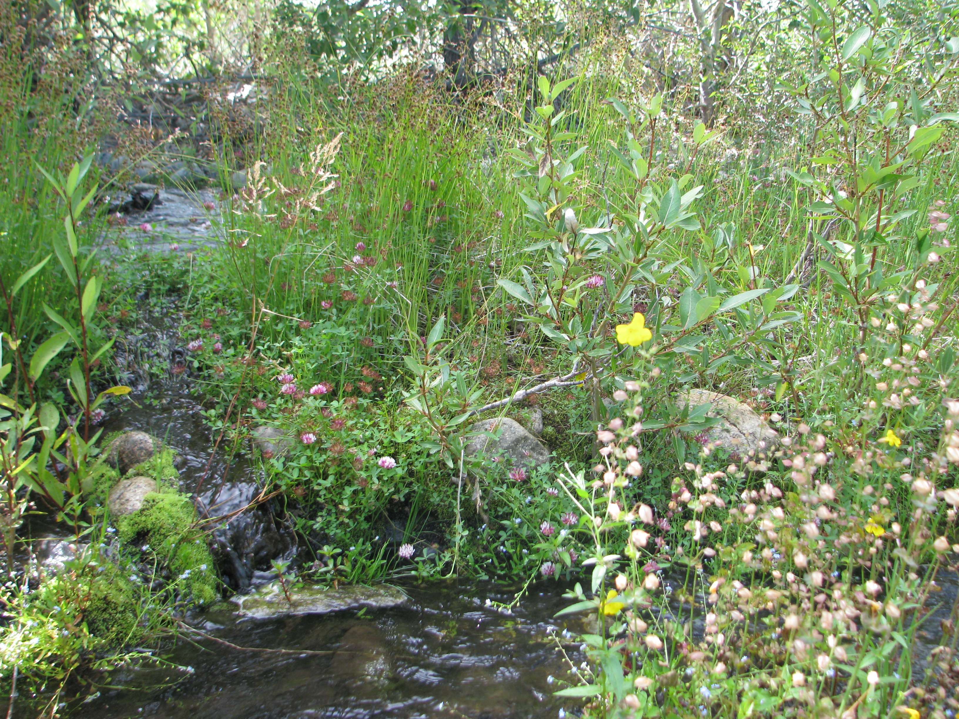 Wildflowers along Mill Creek. Photo by Robbie Di Paolo.