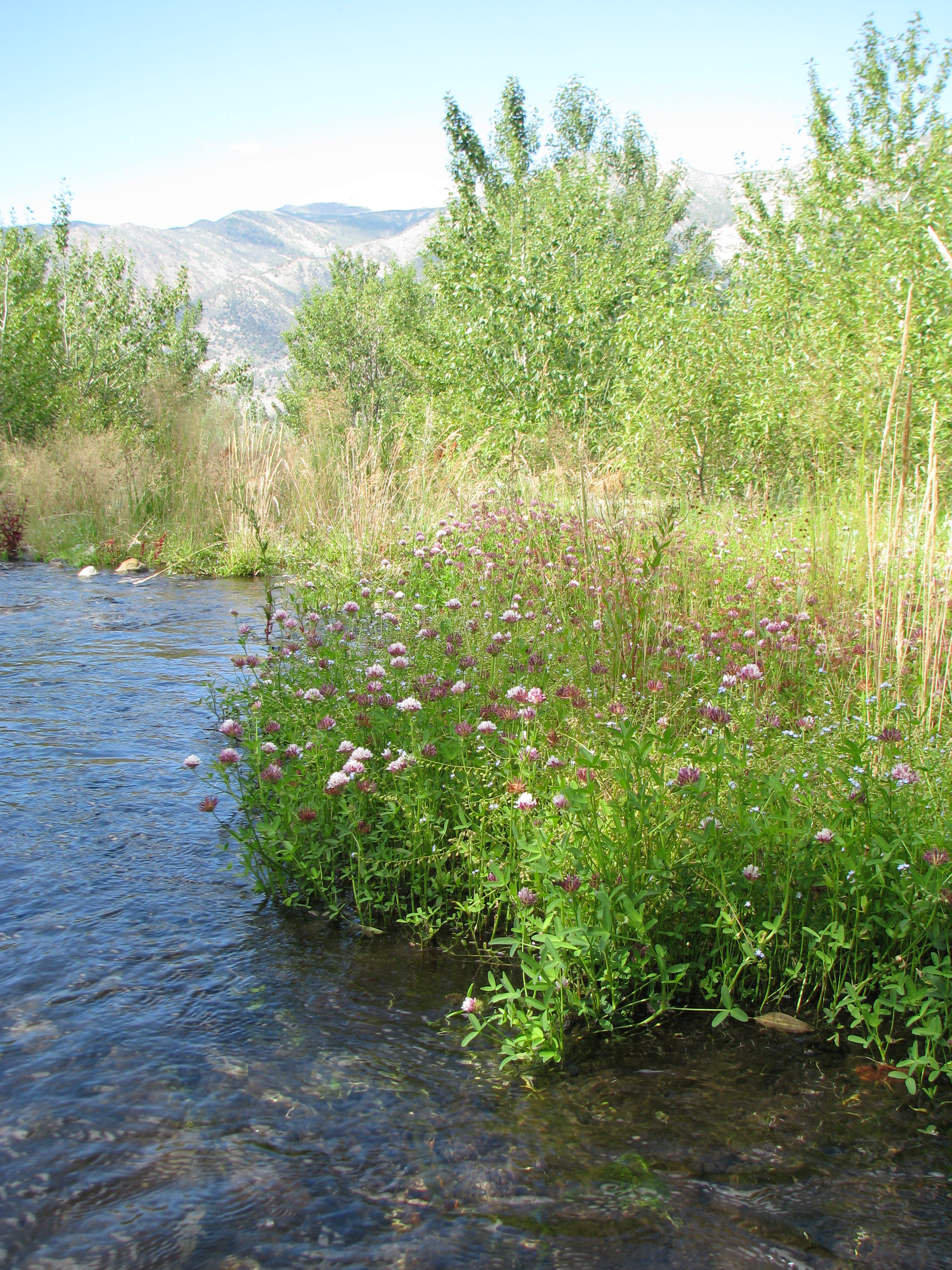 Patch of native clover and other wild flowers flourishing on a bank previously dominated by invasive white sweet clover. Photo by Robbie Di Paolo.