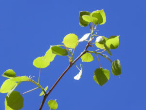 Brand new baby aspen leaves. Photo by Nora Livingston.