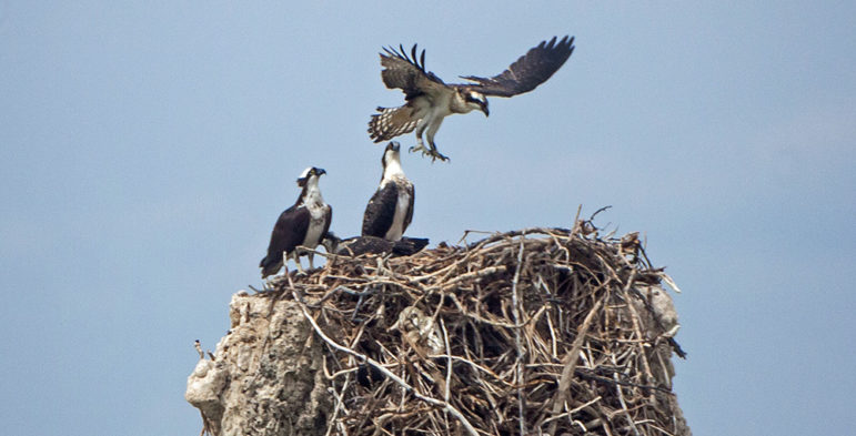 drones-2015-08-01-top-ten-July-birds-SN_Erv's-osprey