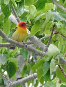 Western Tanager by Sandra Nichols.