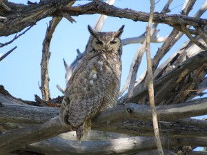 Great Horned Owl by Nora Livingston.