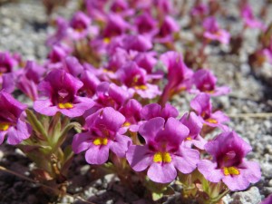 Skunk Monkeyflower, Mimulus nanus var. mephiticus. Photo by Nora Livingston.