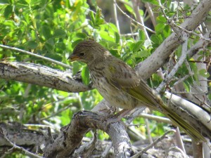 2016-07-16 Rattlesnake gulch lizards, chipmunks, butterflies, birds NL (56)