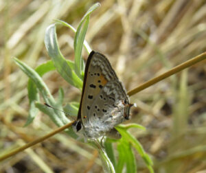 2016-07-16 Rattlesnake gulch lizards, chipmunks, butterflies, birds NL (65) cropped