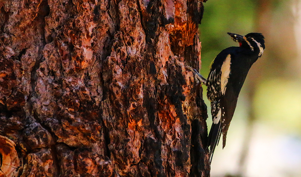 A Williamson's Sapsucker brings food back to the nest cavity. Photo courtesy of Chris McCreedy.