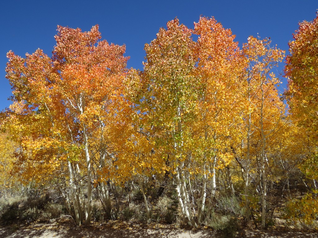 Three hues of aspen in all its glory. All photos by Nora Livingston.