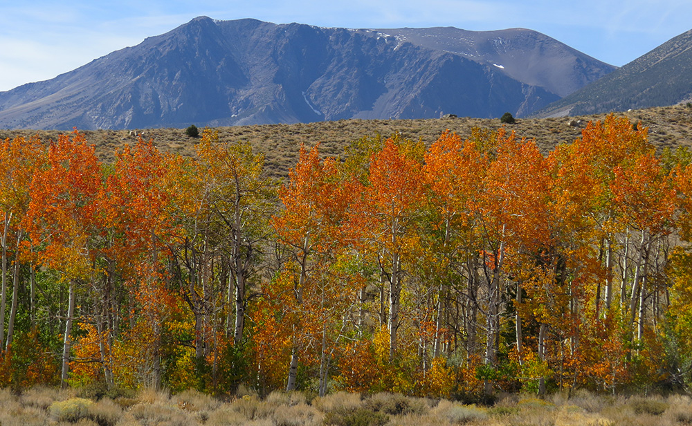 Aspens are lighting up along Mono Lake's tributary streams. Photo from October 7, 2016 by Nora Livingston.