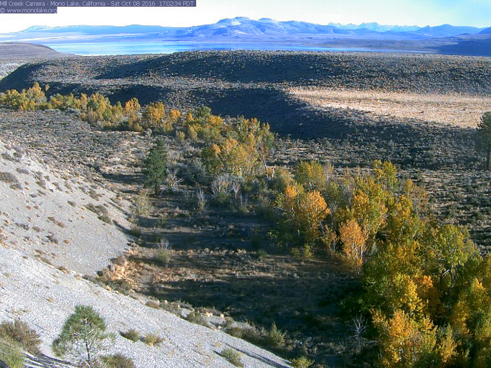 A screen capture from the Mill Creek web cam shows golden cottonwoods glowing in the late afternoon light.