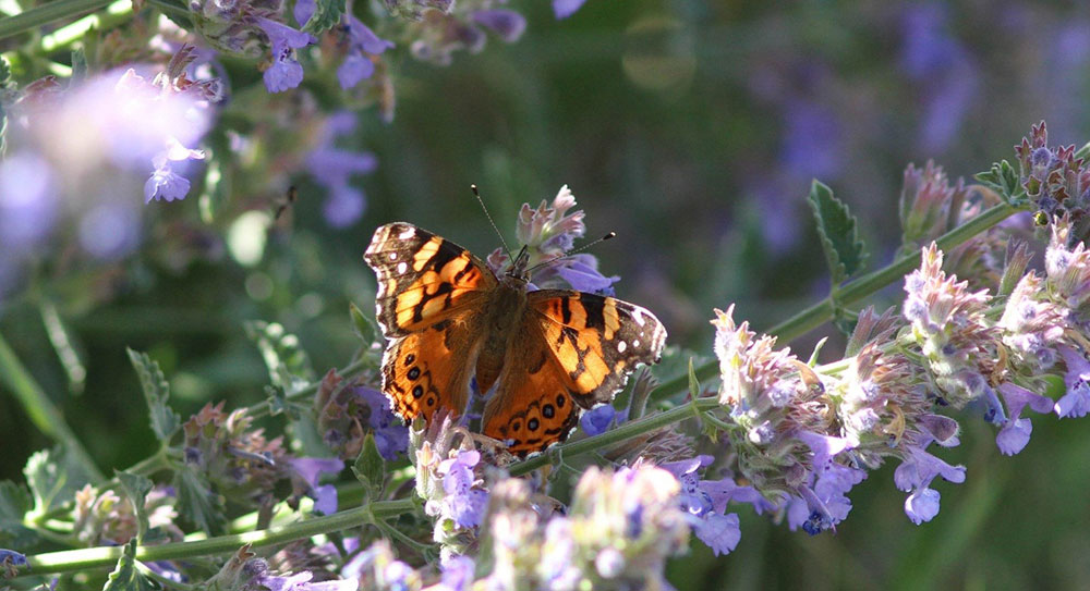 butterfly