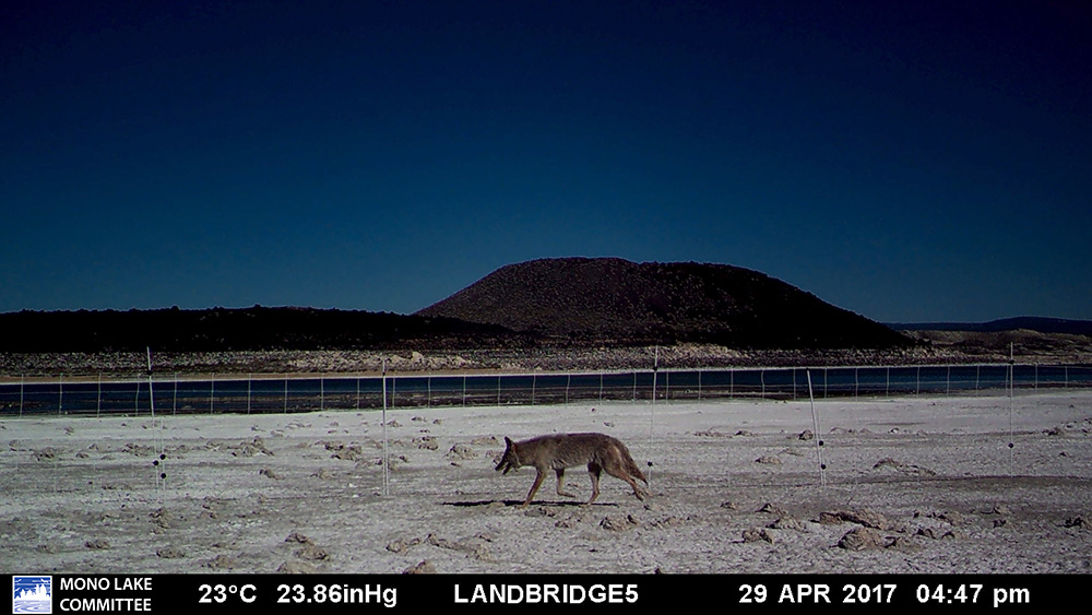 A coyote moves in front of a portable electric fence placed along the shore of a white alkali flat, Negit Island is visible across a small patch of open water.