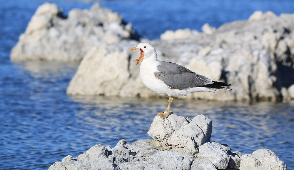 Mono Lake, Hiking, Bird Watching and Boating