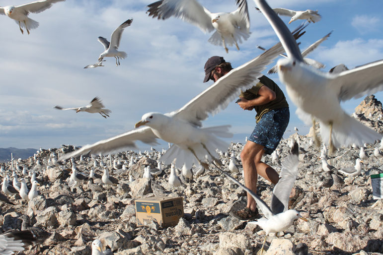 California Gulls fly in front of the camera as a researcher works in the nesting colony.