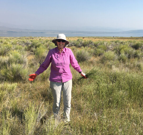 Successful invasive sweet clover removal at Mono Lake