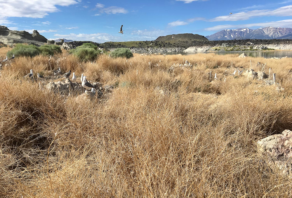 Extensive invasive weeds cover an island in Mono Lake, Negit Island cand the Sierra can be seen in the background.