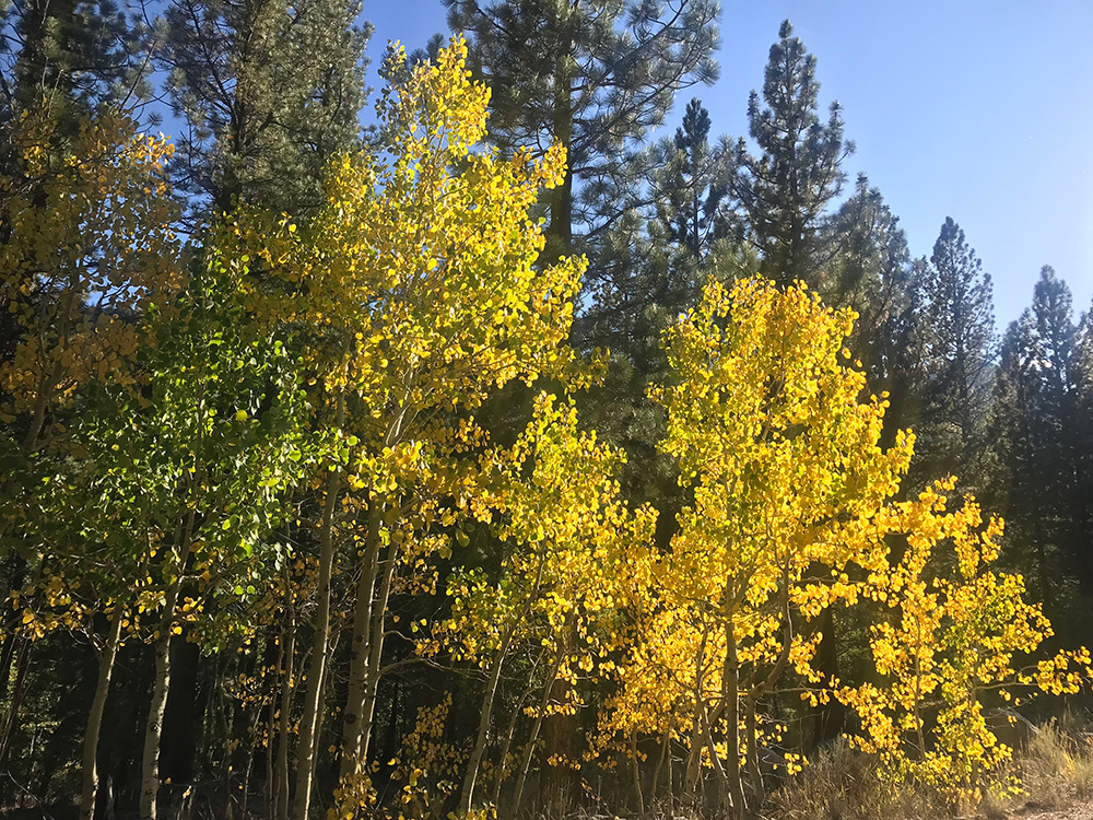 Small aspen trees with yellow leaves in front of pine trees against the blue sky.