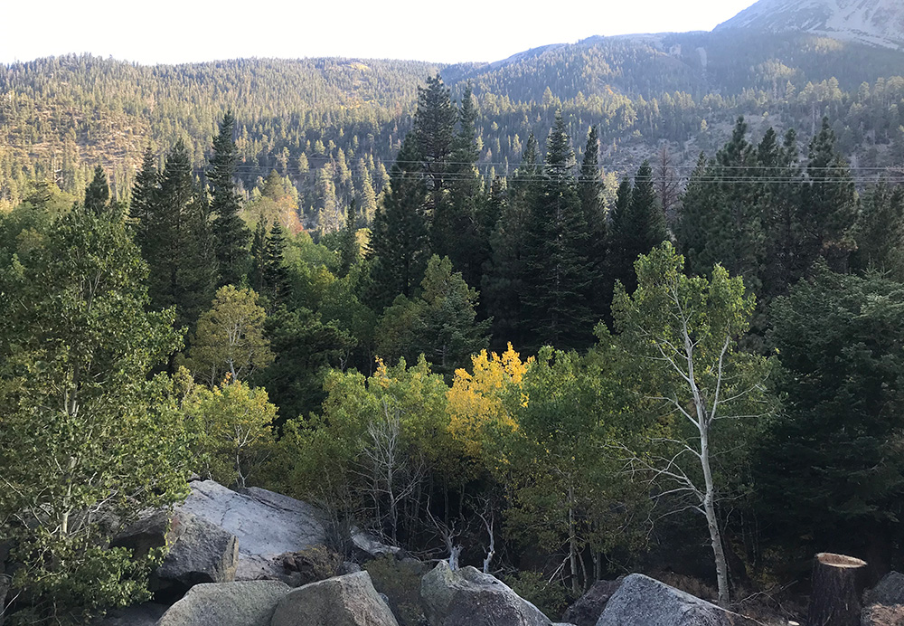 A lone tree with leaves turning yellow surrounded by green aspen and conifers.