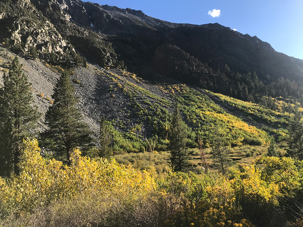 Leaves turning yellow on trees and shrubs on the flanks of a scree slope and in the valley bottom below.