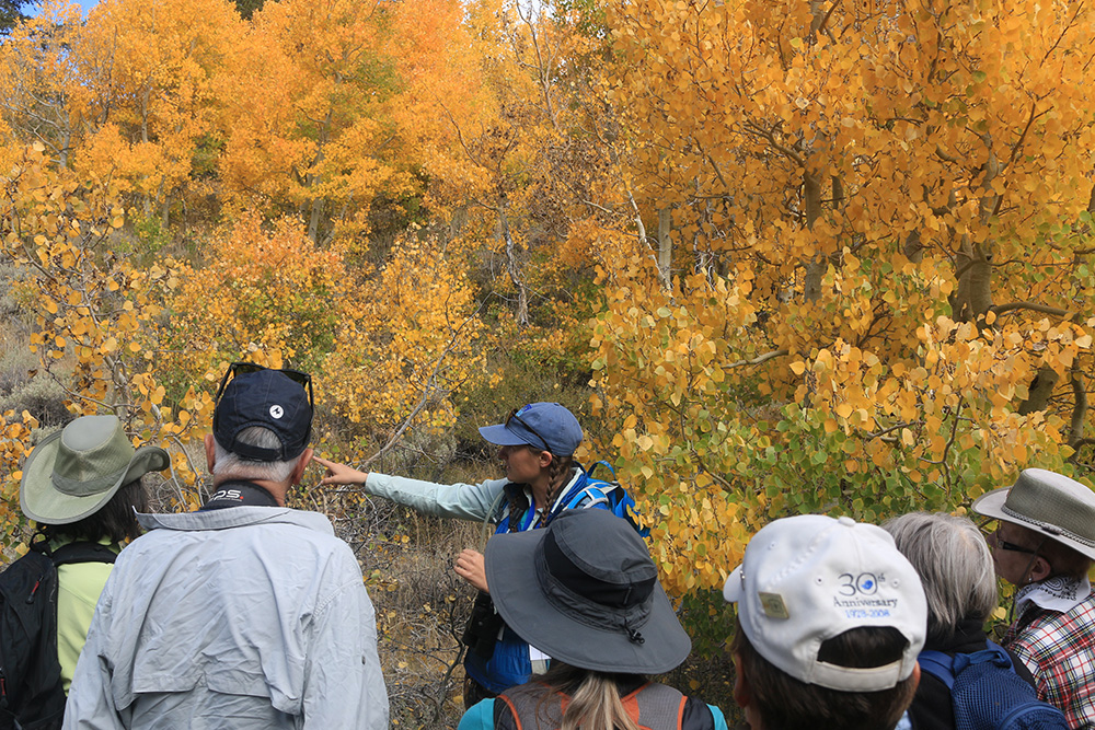 Orange aspen stand behind a crowd of people looking at a guide pointing to her right.