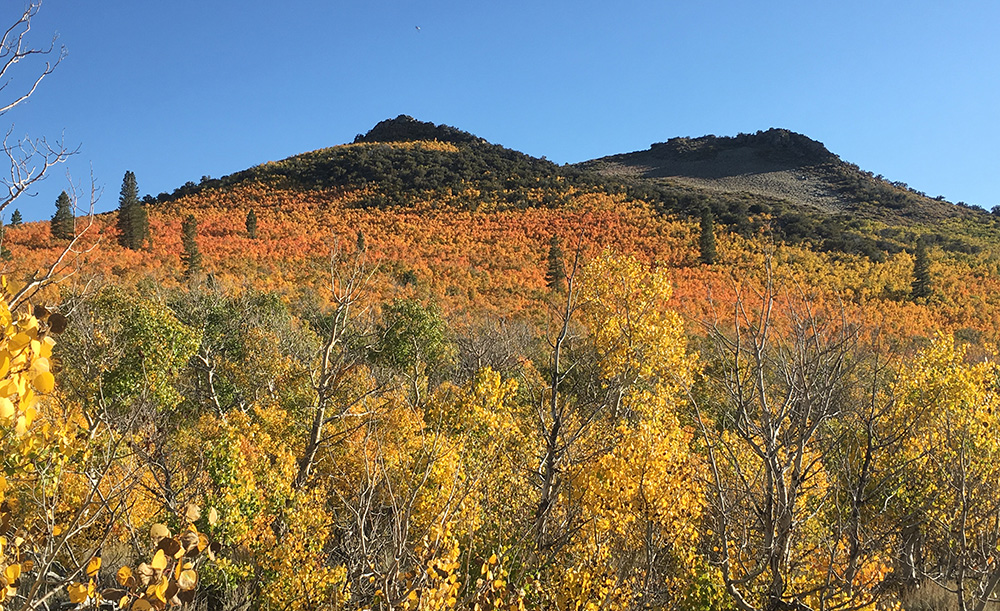 Orange and yellow aspen cover a mountain slope topped by clear blue skies.