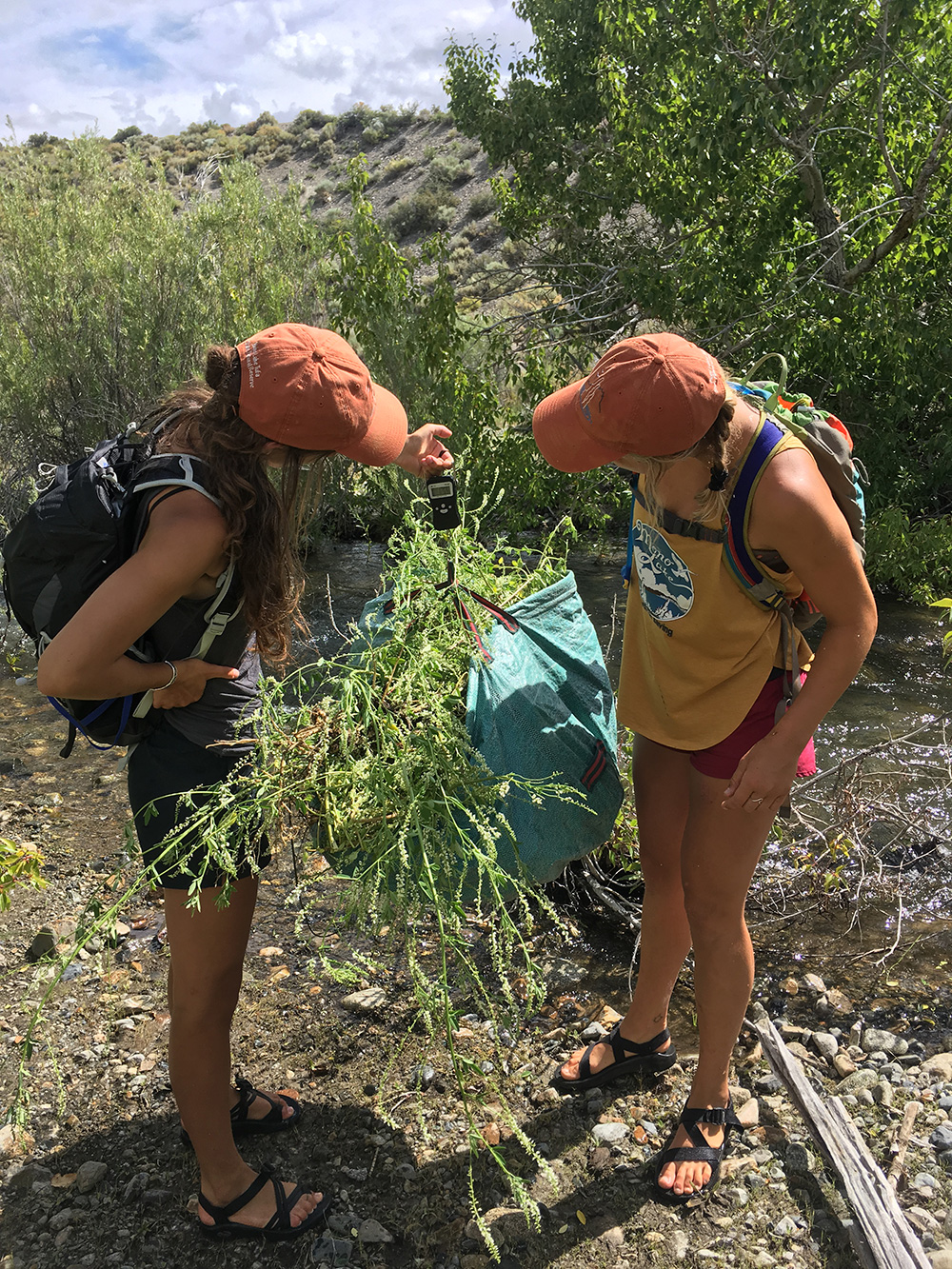 Two people in shorts and sandals weighing the haul of invasive weeds pulled along the bank of a creek.